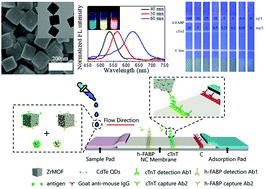 Graphical abstract: Rapid and simultaneous detection of heart-type fatty acid binding protein and cardiac troponin using a lateral flow assay based on metal organic framework@CdTe nanoparticles