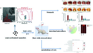 Graphical abstract: Edible and highly biocompatible nanodots from natural plants for the treatment of stress gastric ulcers