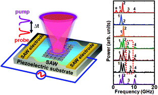 Graphical abstract: Resonant amplification of intrinsic magnon modes and generation of new extrinsic modes in a two-dimensional array of interacting multiferroic nanomagnets by surface acoustic waves