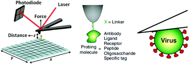Graphical abstract: Peak force tapping atomic force microscopy for advancing cell and molecular biology
