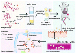 Graphical abstract: The length of disulfide bond-containing linkages impacts the oral absorption and antitumor activity of paclitaxel prodrug-loaded nanoemulsions