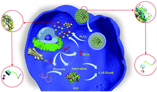 Graphical abstract: Supramolecular nanovesicles for synergistic glucose starvation and hypoxia-activated gene therapy of cancer