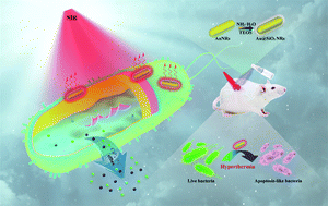 Graphical abstract: Apoptosis-like bacterial death modulated by photoactive hyperthermia nanomaterials and enhanced wound disinfection application