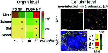 Graphical abstract: Changes in the nanoparticle uptake and distribution caused by an intramacrophagic parasitic infection
