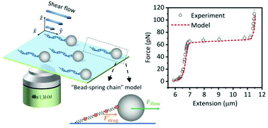 Graphical abstract: Quantifying the force in flow-cell based single-molecule stretching experiments
