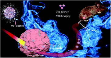 Graphical abstract: MET-targeted NIR II luminescence diagnosis and up-conversion guided photodynamic therapy for triple-negative breast cancer based on a lanthanide nanoprobe