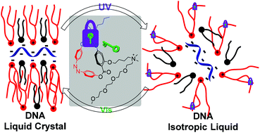 Graphical abstract: Photoregulative phase change biomaterials showing thermodynamic and mchanical stabilities