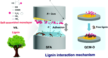 Graphical abstract: pH-Dependent interaction mechanism of lignin nanofilms