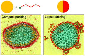 Graphical abstract: The advantages of nanoparticle surfactants over Janus nanoparticles on structuring liquids