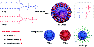 Graphical abstract: Choline phosphate lipid as an intra-crosslinker in liposomes for drug and antibody delivery under guard