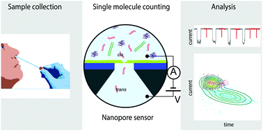 Graphical abstract: Purely electrical SARS-CoV-2 sensing based on single-molecule counting