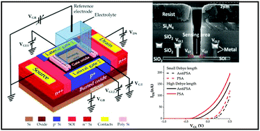 Graphical abstract: A new approach towards the Debye length challenge for specific and label-free biological sensing based on field-effect transistors