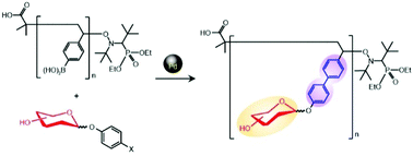 Graphical abstract: Preparation and characterization of glycopolymers with biphenyl spacers via Suzuki coupling reaction