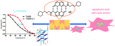 Graphical abstract: Hydrogen-bond-driven dimers of naphthyridine derivatives for selective identification of DNA G-quadruplexes