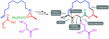 Graphical abstract: Synthesis of the fungal macrolide berkeleylactone A and its inhibition of microbial biofilm formation