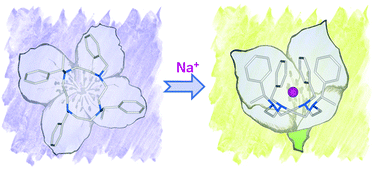 Graphical abstract: Structural dynamism of chiral sodium peraza-macrocycle complexes derived from cyclic peptoids