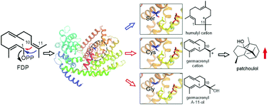 Graphical abstract: 1,10/1,11-Cyclization catalyzed by diverged plant sesquiterpene synthases is dependent on a single residue