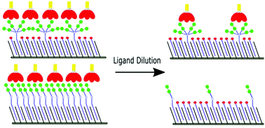 Graphical abstract: Controlled density glycodendron microarrays for studying carbohydrate–lectin interactions