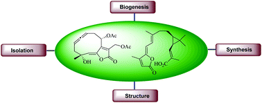 Graphical abstract: Recent reports on the synthesis of γ-butenolide, γ-alkylidenebutenolide frameworks, and related natural products