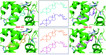 Graphical abstract: Synthesis and biological activity of cyclopropyl Δ7-dafachronic acids as DAF-12 receptor ligands