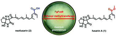 Graphical abstract: Characterization of a carboxyl methyltransferase in Fusarium graminearum provides insights into the biosynthesis of fusarin A