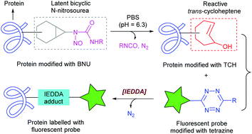 Graphical abstract: Chemical trigger-enabled bioconjugation reaction