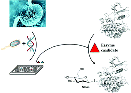 Graphical abstract: Discovery of β-N-acetylglucosaminidases from screening metagenomic libraries and their use as thioglycoligase mutants