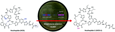 Graphical abstract: NocU is a cytochrome P450 oxygenase catalyzing N-hydroxylation of the indolic moiety during the maturation of the thiopeptide antibiotics nocathiacins