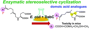 Graphical abstract: Preparation of domoic acid analogues using a bioconversion system, and their toxicity in mice