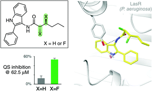 Graphical abstract: Fluorinated quorum sensing inhibitors: enhancement of potency through conformational control