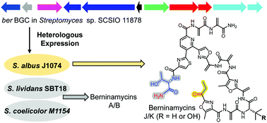Graphical abstract: Host-dependent heterologous expression of berninamycin gene cluster leads to linear thiopeptide antibiotics