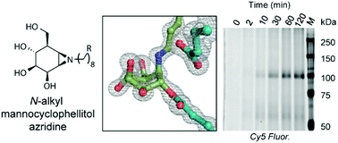 Graphical abstract: Synthesis of broad-specificity activity-based probes for exo-β-mannosidases