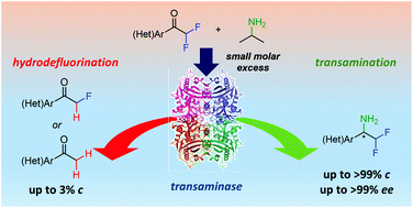 Graphical abstract: Transaminases as suitable catalysts for the synthesis of enantiopure β,β-difluoroamines