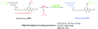 Graphical abstract: Development of a single-step fluorogenic sirtuin assay and its applications for high-throughput screening