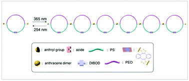 Graphical abstract: Synthesis of a bead-like multicyclic polymer by UV-induced coupling of an anthracene-telechelic monocyclic precursor and its reversible topological conversion