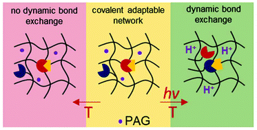 Graphical abstract: Locally controlling dynamic exchange reactions in 3D printed thiol-acrylate vitrimers using dual-wavelength digital light processing