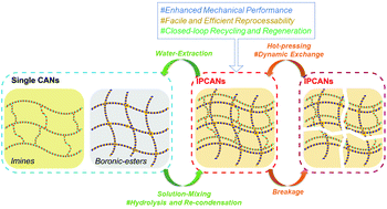 Graphical abstract: Interpenetrating covalent adaptable networks with enhanced mechanical properties and facile reprocessability and recyclability