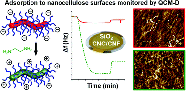 Graphical abstract: Investigating the adsorption of anisotropic diblock copolymer worms onto planar silica and nanocellulose surfaces using a quartz crystal microbalance