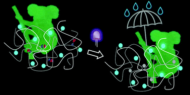 Graphical abstract: Emissive semi-interpenetrating polymer networks for ink-jet printed multilayer OLEDs