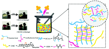 Graphical abstract: A novel dual crosslinked polysaccharide hydrogel with self-healing and stretchable properties