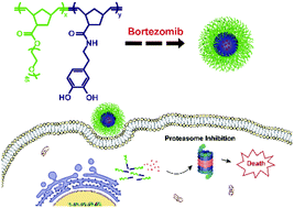 Graphical abstract: Assembly of catechol-modified polymer brushes for drug delivery