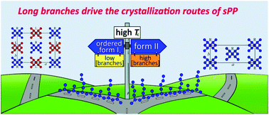 Graphical abstract: Synthesis, structure and properties of copolymers of syndiotactic polypropylene with 1-hexene and 1-octene