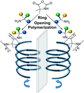 Graphical abstract: Chiral amines as initiators for ROP and their chiral induction on poly(2-aminoisobutyric acid) chains