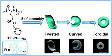 Graphical abstract: Fluorescent homopolypeptide toroids