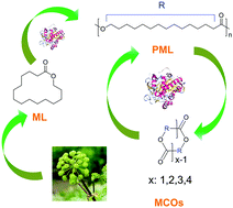 Graphical abstract: Enzymatic recycling of polymacrolactones