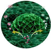 Graphical abstract: A bimetal hierarchical layer structure MOF grown on Ni foam as a bifunctional catalyst for the OER and HER