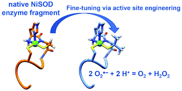 Graphical abstract: Introducing the penicillamine moiety into a metallopeptide mimicking the NiSOD enzyme: electronic and kinetic effects