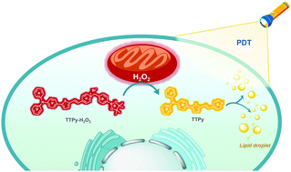 Graphical abstract: Hydrogen peroxide-responsive AIE probe for imaging-guided organelle targeting and photodynamic cancer cell ablation