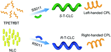 Graphical abstract: Circularly polarized luminescence from oriented polymer films doped with a tetraphenylethylene-based conjugated oligomer
