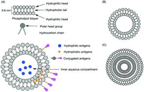 Graphical abstract: Use of artificial cells as drug carriers